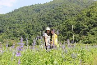 向日葵谷的爱情故事,缘起花海，爱恋永恒