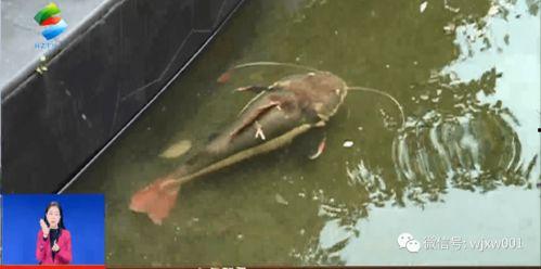 北川不见锦鲤,不见锦鲤，邂逅诗意人生